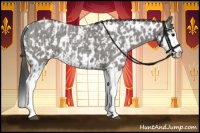 Horse Color:Grullo Roan Sabino Splash and Grullo Roan Sabino Splash Appaloosa