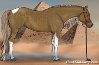 Horse Color:Chocolate Palomino Tobiano 