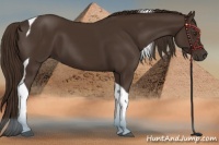 Horse Color:Liver Chestnut Tobiano 