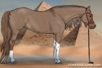Horse Color:Liver Red Dun Tobiano