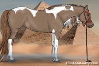 Horse Color:Liver Red Dun Tobiano