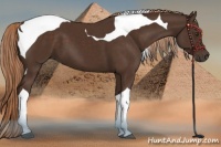 Horse Color:Liver Chestnut Tobiano
