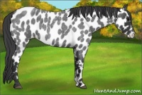 Horse Color:Blue Roan Appaloosa 