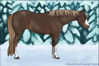 Horse Color:Liver Chestnut