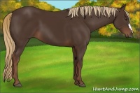 Horse Color:Liver Chestnut 