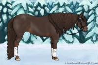 Horse Color:Liver Chestnut 