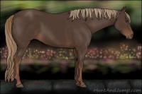 Horse Color:Liver Chestnut 