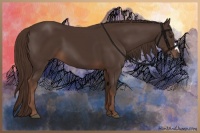 Horse Color:Liver Chestnut 