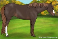 Horse Color:Liver Chestnut 