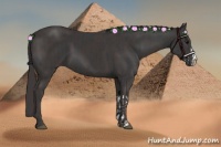 Horse Color:Black  and Smoky Black 