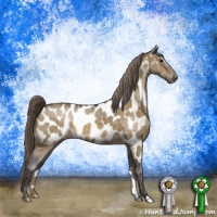 Horse Color:Buckskin Dun Appaloosa Brindle