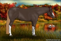 Horse Color:Liver Chestnut