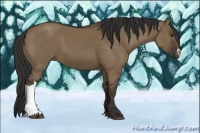 Horse Color:Liver Red Dun 