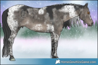 Horse Color:Grullo Tobiano Frame Brindle