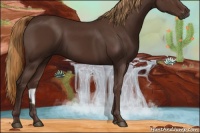 Horse Color:Liver Chestnut 