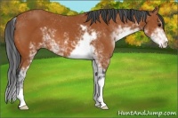 Horse Color:Bay Sabino 