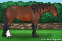Horse Color:Brown 