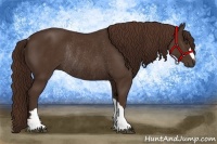 Horse Color:Liver Chestnut Rabicano 