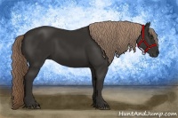 Horse Color:Liver Chestnut Rabicano 