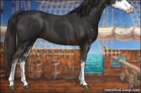 Horse Color:Liver Chestnut Sabino