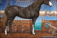 Horse Color:Liver Chestnut 