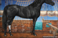 Horse Color:Gray Black 