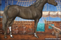 Horse Color:Chocolate Palomino 