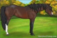 Horse Color:Brown 