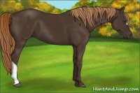 Horse Color:Liver Chestnut 