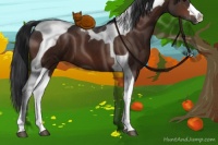 Horse Color:Brown Tobiano 