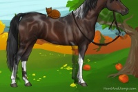Horse Color:Brown Tobiano