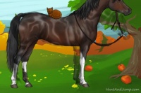 Horse Color:Brown Tobiano