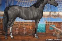Horse Color:Grullo