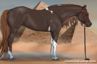 Horse Color:Liver Chestnut Tobiano