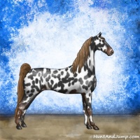 Horse Color:Liver Chestnut Near Leopard 