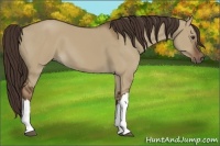 Horse Color:Liver Red Dun 