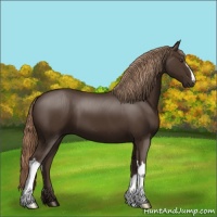 Horse Color:Liver Chestnut 