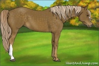 Horse Color:Chocolate Palomino 