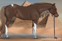 Horse Color:Liver Chestnut Tobiano