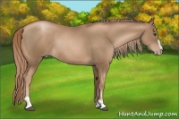 Horse Color:Liver Chestnut Pearl Sabino Rabicano 