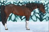 Horse Color:Brown Tobiano 