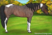 Horse Color:Bay Roan Tobiano