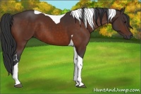 Horse Color:Bay Tobiano 