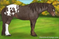 Horse Color:Liver Chestnut Appaloosa