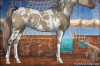 Horse Color:White Spotted Liver Red Dun 