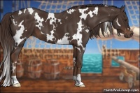 Horse Color:White Spotted Liver Chestnut