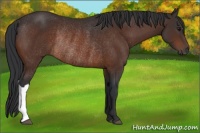Horse Color:Brown Rabicano 