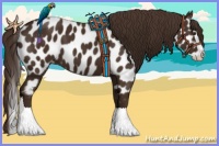 Horse Color:Liver Chestnut Splash Appaloosa 