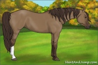 Horse Color:Liver Red Dun 