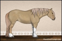 Horse Color:Chocolate Palomino Dun Tobiano 